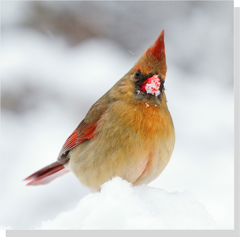 	Birds trap insulating air in feathers too retain body hea